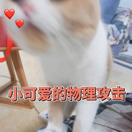 猫咪表情包你说什么,我没带眼镜