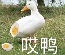 我的收藏夹