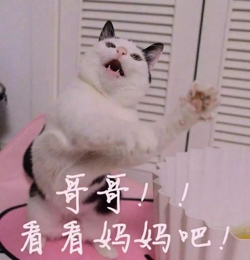 追星女孩必备表情包