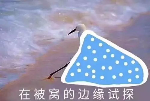 表情包表情动态被窝
