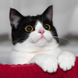 大眼萌猫表情包