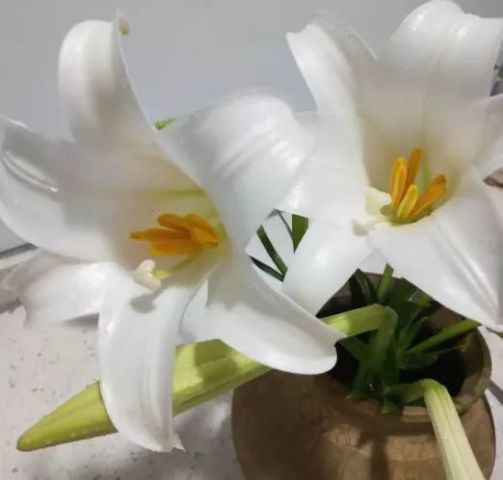 花友们要注意,卧室一定不要养四种花,对人的身体健康危害很大