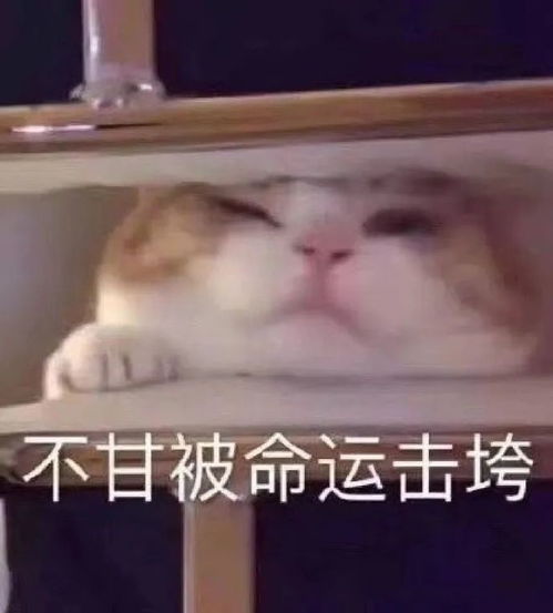 合法但有病的发疯小猫表情包
