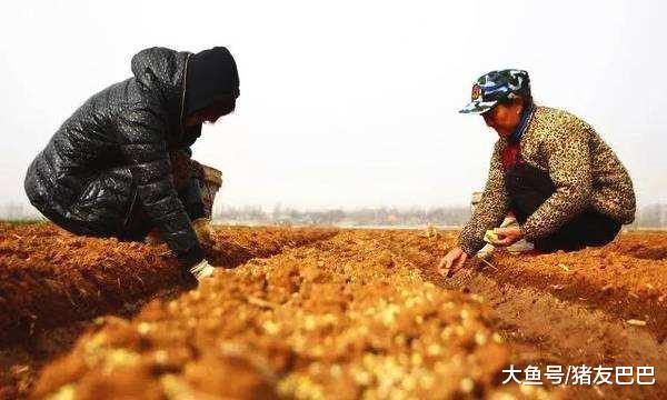 继耕地种树火了后,农村承包地又有3个怪现象,到底为啥