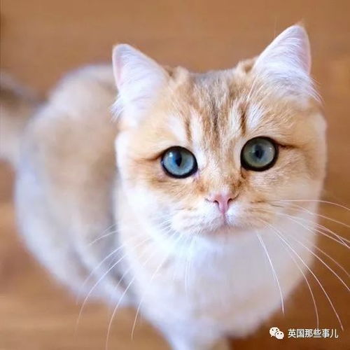 一只自带眼线的橘猫这自带妆感的大眼睛,很妖艳咯