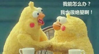 鹦鹉兄弟表情包