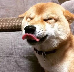 般狗狗都是摸头的时候才会把耳朵折下来嘛
