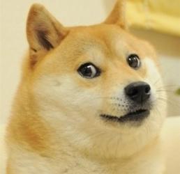 柴犬表情包你再捏我脸我和你急