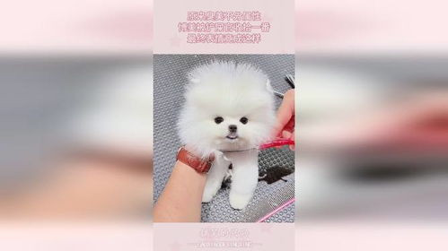 原来臭美不分属性,博美被铲屎官收拾一番,最终表情竟成这样