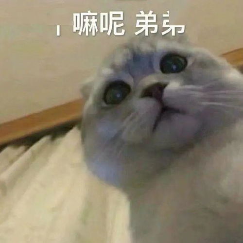 嗨起来表情包猫咪