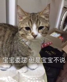 铲屎官正在炒菜,猫咪非要看热闹,结果成了表情包