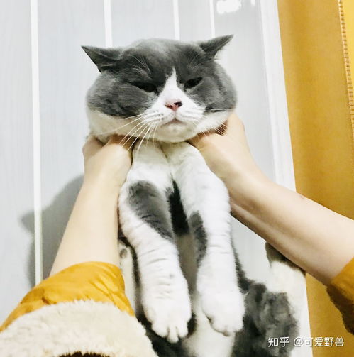 有人喜欢英短猫嘛