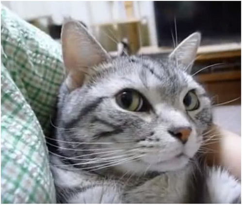 表情主人看电视被逗笑,猫咪躺在怀里表情瞩目,猫铲屎的你正常一点表情