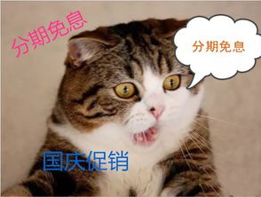 搞笑图片表情包猫咪