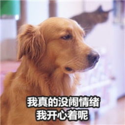 金毛表情包没生气系列我没生气真没生气腾牛个性网