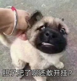 这游戏全服只有一个玩家,硬是坚挺了18年,官方竟还推新版本