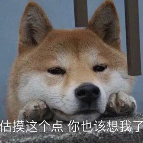 表情包我寻思我还是不活了吧