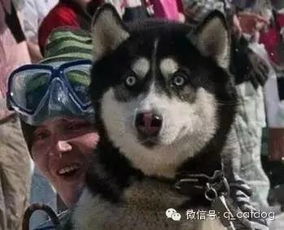 被吓傻后的哈士奇,表情太经典了