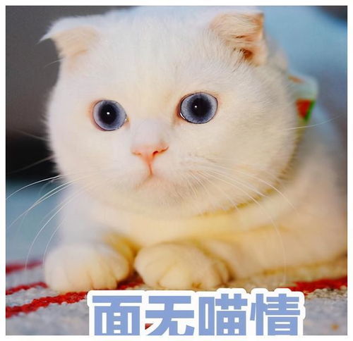 不得不说,中国人给猫咪取名,把气质拿捏得死死的