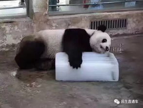关晓彤长腿熊猫表情包暴雨
