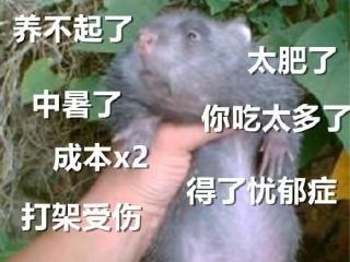 网友脑洞有多大把王思聪吃热狗改成游戏,还要给奖杯加5毛特效