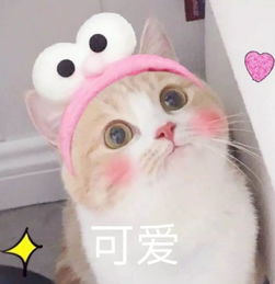 猫咪专访超全撸猫指南