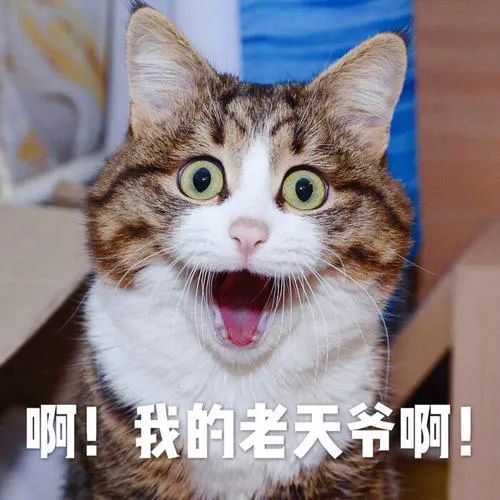 我一身意大利奢侈品,却给猫喂致癌粮