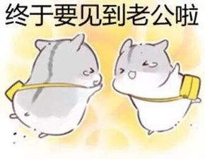 讨好老婆表情包