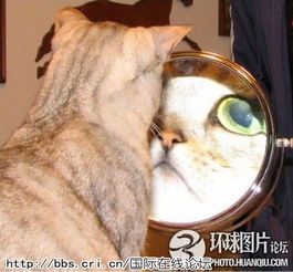 实拍南极海豹对镜自嗨扒扒动物界表情帝