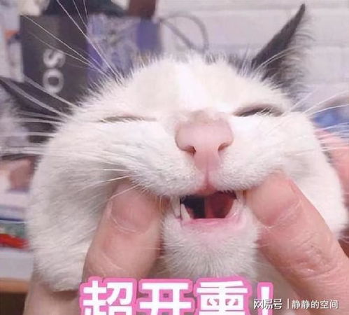 如何让猫明白你在夸赞它呢做到这6点就够了