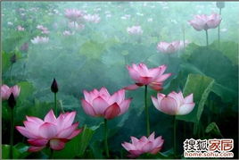学小资软装