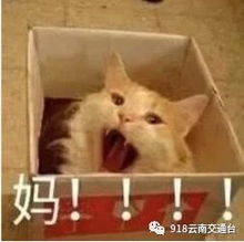 疯狂的动物表情包如此