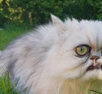 并不是所有猫都能吸动的,看到这些猫只想说小别致长得真东西嘿