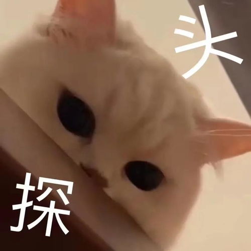 幽默搞笑表情包脱单指南,快来看看