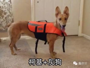 蠢萌二哈表情包柯基犬
