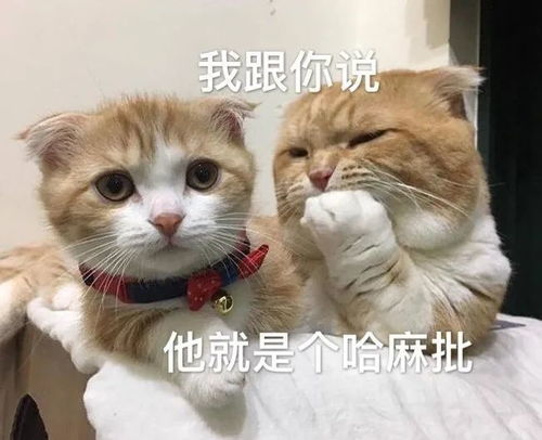 表情包愣着干嘛,不准备哄我吗