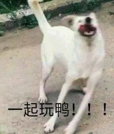 这是一个圈套表情包此时一个浓眉大眼的网友路过狗子表情包下载乐游网游戏下载