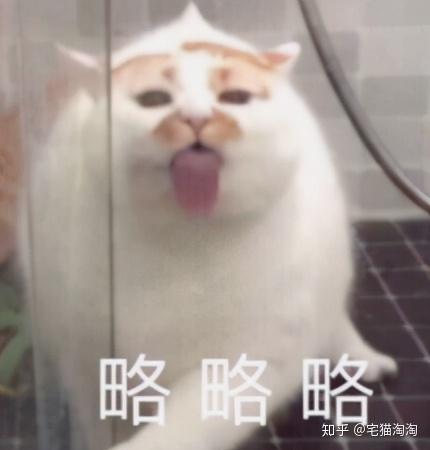 猫的表情包卖萌略略略