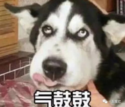 宠知识臭你没商量