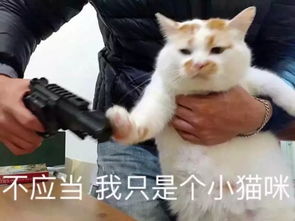 我变成了前男友的猫