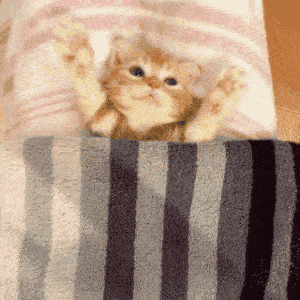 来一口满分甜的软糯小奶猫吗