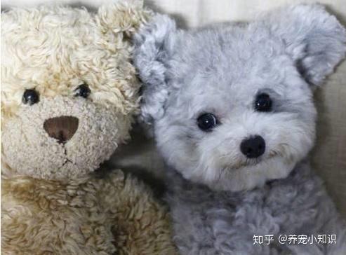 为什么很多人很讨厌泰迪犬,因为这5点惹人嫌了
