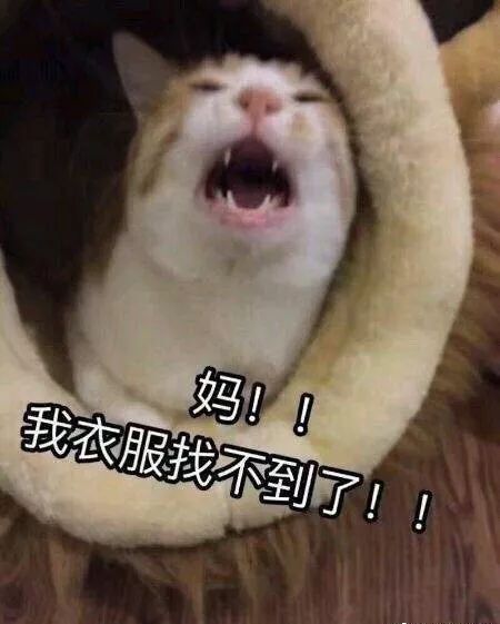 谢拉露妮丝表情包暑假