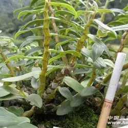 铁皮石斛大盆约60个头