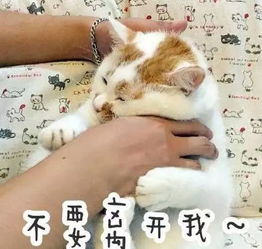 我最爱的网红猫病危了,因为胖