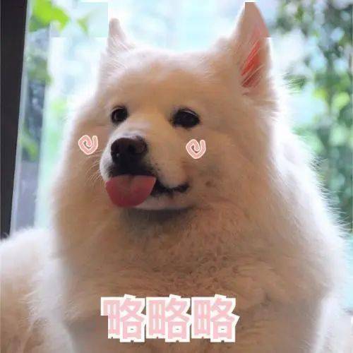 狗狗呕吐先别慌看完再决定要不要去医院