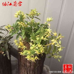铁皮石斛干花茶50g礼盒装石斛花茶