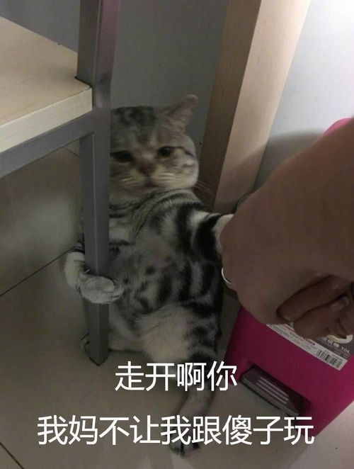 你手机里最搞笑的表情包有哪些可以关闭水印吗