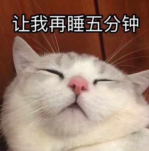 斗图专用超可爱萌宠表情包,又萌又搞笑,主人想把你捧在手心上