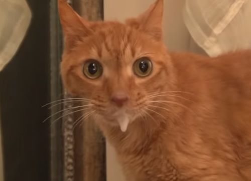 橘猫被主人抛弃后绝食,把自己饿成纸片猫,还好遇到新主人